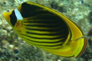 Chaetodon fasciatus - Tabak-Falterfisch
